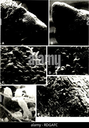 . Effect of depth of rooting on citrus root structure and water absorption.. Citrus fruits; Roots (Botany); Roots (Botany). 118. Please note that these images are extracted from scanned page images that may have been digitally enhanced for readability - coloration and appearance of these illustrations may not perfectly resemble the original work.. Castle, William S. , 1943-. Stock Photo