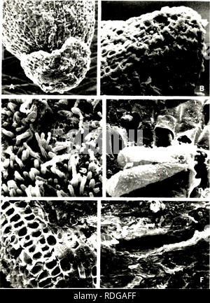 . Effect of depth of rooting on citrus root structure and water absorption.. Citrus fruits; Roots (Botany); Roots (Botany). 115. Please note that these images are extracted from scanned page images that may have been digitally enhanced for readability - coloration and appearance of these illustrations may not perfectly resemble the original work.. Castle, William S. , 1943-. Stock Photo