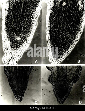 . Effect of depth of rooting on citrus root structure and water absorption.. Citrus fruits; Roots (Botany); Roots (Botany). 106. Please note that these images are extracted from scanned page images that may have been digitally enhanced for readability - coloration and appearance of these illustrations may not perfectly resemble the original work.. Castle, William S. , 1943-. Stock Photo