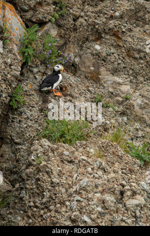 Horned Puffin (Fratercula corniculata) perched on a rock on Bird Island in Cook Inlet, Alaska Stock Photo