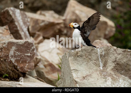 Horned Puffin (Fratercula corniculata) taking flight from rocks on Bird Island in Cook Inlet, Alaska Stock Photo