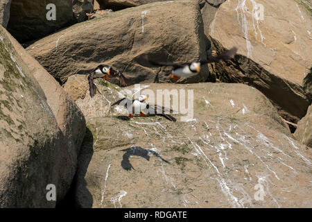 Horned Puffin (Fratercula corniculata) taking flight from rocks on Bird Island in Cook Inlet, Alaska Stock Photo