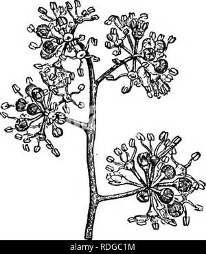 . The natural history of plants. Botany. VMBELLIFEBM. 161 Heptapleunm (fig. 201) belongs to the same genus as Scheffleva. When their flowers are pentamerous, as is very frequently the case, it is distinct (as a section) by only a single character : the shortness of the stylary lobes. The common por- tion of the style is very variable in length, ' ^'''''^''-^[fZT&quot;''&quot;'&quot;^ sometimes very depressed or almost nil, sometimes extended in a very prominent cone. Such it appears, among others, in Agalma, whose inflorescence is racemiform, and in some species of Astropanax, whose flowers, l Stock Photo