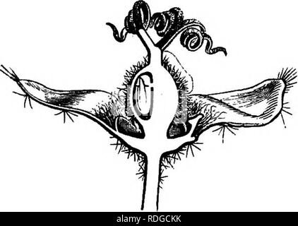 . The natural history of plants. Botany. Fig. 197. Diagram of male Fig. 198. Long. sect, of female flower (f). Fig. 199. Diagram of flower. female flower.. Fig. 201. Fruit. Fig. 200. Long. sect, of flower (4). Fig. 202. Seed. looking outwards before anthesis, on account of the incurvation of the filament. In the female flower, the calyx, oftener valvate than imbricated, has sepals which may be from four or five to ten or a dozen. The petals, rarely as much developed as in the male flower and having the same form, are generally narrow, short, glanduliform and may even disappear altogether. They Stock Photo