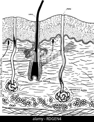 . Elementary text-book of zoology. 454 CHORD ATA. carnosus, whilst the ...