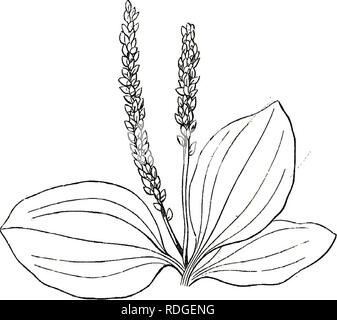 Platain Rachis leaves, stems and flowers of plantain on white background Stock Photo ...