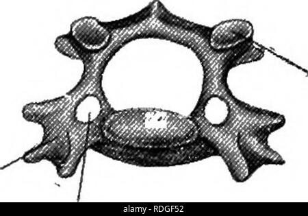 Vertebrae Formula Rabbit Typical Cervical Vertebrae Of Rabbit Diagram