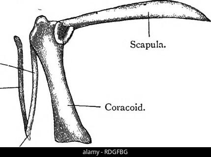 Bones of Pectoral Girdle (Left)