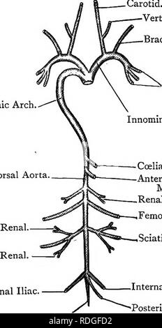 . Elementary text-book of zoology. COLUMBA. 367 heart. Here it bends into the middle line and proceeds to the hind-end of the body as the dorsal aorta. Its main branches are cxliac, anterior mesenteric, paired renals, femorals, sciatics and internal iliacs, and it terminates in the tail as the caudal artery. Fig. 259.âVentral View of the Arterial System OF the Pigeon. (Ad nat.) Carotid. â¢Vertebral. Brachial. Systemic Arch,. Dorsal Aorta, Pectorals. Innominate (left). Coeliac. â Anterior Mesenteric, ,Renal. Internal Iliac. Caudal. Femoral. ,Sciatic. Internal Iliac. Posterior Mesenteric. The an Stock Photo