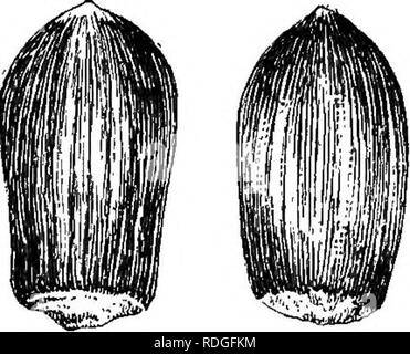 . The nut culturist : a treatise on the propagation, planting and cultivation of nut-bearing trees and shrubs, adapted to the climate of the United States ... Nuts. . Please note that these images are extracted from scanned page images that may have been digitally enhanced for readability - coloration and appearance of these illustrations may not perfectly resemble the original work.. Fuller, Andrew Samuel, 1828-1896. New York : Orange Judd Stock Photo