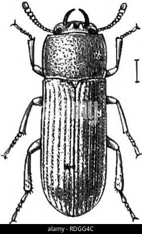 . An illustrated descriptive catalogue of the coleoptera or beetles (exclusive of the Rhynchophora) known to occur in Indiana : with bibliography and descriptions of new species . Beetles. . Please note that these images are extracted from scanned page images that may have been digitally enhanced for readability - coloration and appearance of these illustrations may not perfectly resemble the original work.. Blatchley, W. S. (Willis Stanley), 1859-1940. Indianapolis : Nature Pub. Co.