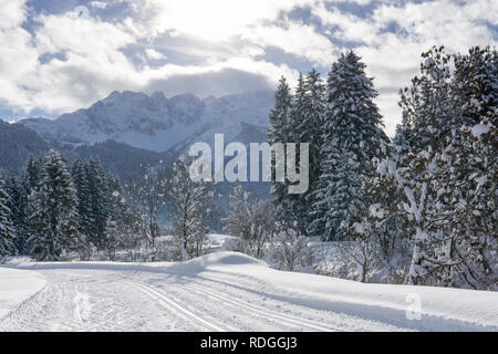 Winter mountain landscape with groomed ski track and snow covered trees along the trail, Ehrwald, Tirol, Alps, Austria. Sunny winter day. Stock Photo