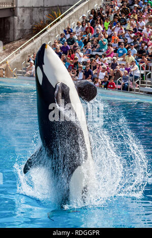 Killer Whale Orca jumping from the water at Sea World as the crowd watches Stock Photo