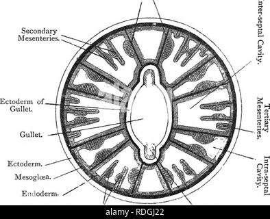 Hydra Cross Section Parts