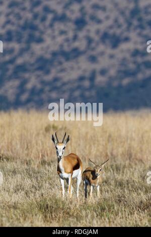Springboks (Antidorcas marsupialis), mother with young, standing in open grassland, alert, Mountain Zebra National Park Stock Photo
