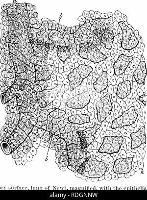 On the Anatomy of Vertebrates (1866) is a detailed examination of ...
