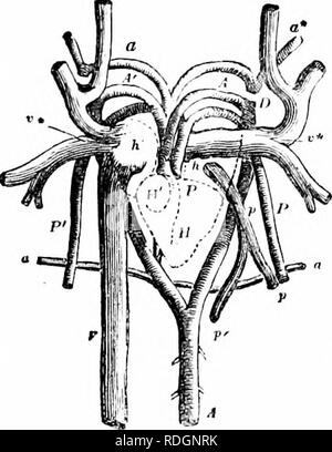 . Comparative anatomy. Anatomy, Comparative. 334 COMPARATIVE ANATOMY ...