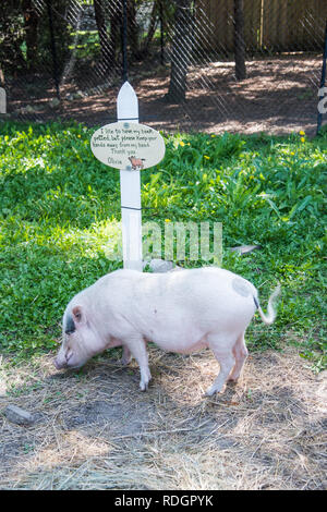 Aurora, Illinois, United States-August 9, 2017: Olivia the pig feeding on hay with a sign at Blackberry Farm in Aurora, Illinois Stock Photo