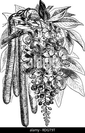 . The natural history of plants. Botany. LJEGUMINOSJE-G^SALPINIEJJJ. lai size and form, and the petioles often bear cupuliform or peltate glands. The flowers are sometimes solitary, or few together, axil- lary, sometimes in axillary or terminal simple racemes. More rarely Cassia (^Cathartocarpus) Msiula (^Purging Cassia).. Fia. 103. â Habit (i). the leaves to which the racemes are axillary, are ill.developed or re- placed by bracts towards the ends of the branches, the whole inflores- cence becoming a terminal ramified raceme. Each flower is axillary to a bract, and is often accompanied by two Stock Photo