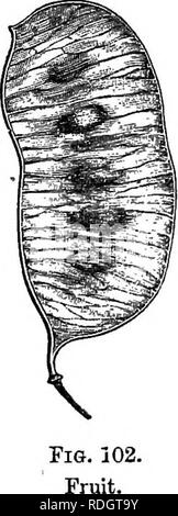 . The natural history of plants. Botany. Pia. 98. Leaflet. Fia. 100. Fruit. ( Fia. 101. Leaflet.. In Fsilorhegma} the ten stamens are also fertile, and like those of Ahsvs, and the pod is compressed and bivalve; but the seeds are transverse. Chamescristd- has nearly the flowers of Psilorhegma; but the sepals /aper at the apex instead of being obtuse, and the flowers are axillary or lateral, solitary or few together. The compressed pod usually tapers towards either end, and dehisces in two valves. Thus constituted, the genus Cassia comprises, it is said, upwards of four hundred species; but th Stock Photo