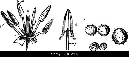 . Elements of botany. Botany; Botany. STKUCTUBB OF THE FLOWEK AND ITS ORGANS. 143 as the essential organs. Fig. 116. The simplest possible pistil is a dwarfed and greatly modified leaf (§ 188), adapted into a seed-bearing organ. Such a pistil may be one-seeded, as in Fig. 169, or several-seeded, as in the right-hand part of Fig. 171 ; it is called a carpel. The calyx and corolla are known. ABC Fig. 116. — The Essential Organs. A^ stamens and pistil of a tulip (the perianth removed); s, stamens; ^, pistil; B, a separate stamen, with its anther a discharging pollen; /, the filament; C, pollen-gr Stock Photo