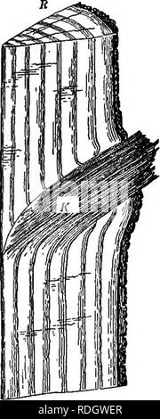 . Foundations of botany. Botany; Botany. 102 FOUNDATIONS OF BOTANY the vessels. Examine the smbothly planed surface of a billet of red oak that has been split through the middle of the tree (quartered oak), and note the large shining plates formed by the medullary rays. Look at another stick that has been planed away from the outside until a good-sized flat surface is shown, and flee how the medullary rays are here represented only by their edges. 112. Interruption of Annual Rings by Branches; Knots. — When a leaf-bud is formed on the trunk or branch of a dicotyledonous tree, it Ls connected w Stock Photo