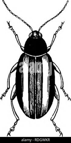 . Injurious and useful insects; an introduction to the study of economic entomology. Insects; Beneficial insects; Insect pests. Fig. 30 Turnip-flea. been 40 INJURIOUS AND USEFUL INSECTS The four joints of the tarsus indicate a section of Coleoptera known as Tetramera, which are also called Phytophaga, from their taste for vegetable food. Close examina- - tion shows that there are really five joints in the tarsus, but that the fourth is reduced to a vestige of no practical use. The phytophagous beetles are divisible into three famihes :—(i) Seed-eaters (Bruchidse), often confused with weevils; 