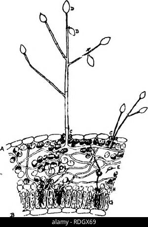 . The diseases of crops and their remedies : a handbook of economic biology for farmers and students. Plant diseases. 52 DISEASES OF CROPS. 22) is examined beneath the microscope,^ the mycelium of the fungus will be seen ramifying among the cells of the leaf. &quot;Wherever the mycelium comes in contact with the cells of the host-plant, they become discoloured. This is. Fig. 22.^PoTATO FcNans {Peronospora infestans). A to B. Transverse section of potato leaf, showing mycelium (spawn) of fungup. A. Lower surface with two stomata (C) and conidiophores passing tiirough them. D. Conidium (spore).  Stock Photo