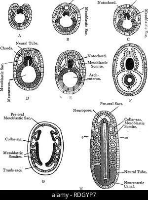 . Elementary text-book of zoology. AMPHIOXUS. 307 The fully-formed ...