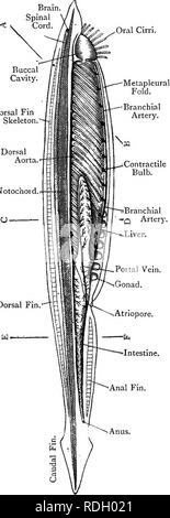 . Elementary text-book of zoology. AMPHIOXUS. 299 Oral Cirri. resembles the pharynx Fig. 213.—View of Amphioxus from of Ascidia. Its internal the Right Side. {Ad nat.) walls are mostly ciliated. The endostyle extends along the median ven- tral line, joined by peripharyngeal bands to a median dorsal epi- branchial groove. The lateral walls of the pharynx are perforated by a great number of DorsaiFin pharyrigeal clefts which run diagonally back- wards as long slits. These pharyngeal clefts are twice as numerous as those of the larva, Notocnord each of the latter be- coming divided longi- u tudin Stock Photo