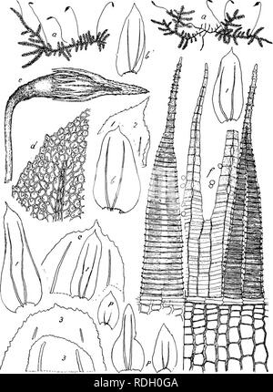 . Flore de Buitenzorg. Botany. 1024 Fig. 174.. OaUicosiella papillaia Mitt. a. Habitusbild (naturl. Giosse). e. Sporogon &quot;/• /• Pfristom ilovsal, b. Stengelblatt. 5' Aslblatt  Zahn links ventral . li. BlattBpitzo V- &lt;^- Ulattzellcn ^. p. Peiichaatialbliittor »,&quot;. 1. Blatter der / longifulia Fmch. °. 2. Blattspitze '/. 3. Blattspitze dec var. brenfolia Fl. »/. rippenlos. — Pflanzen in mehr oder weniger dichten Rasen. Please note that these images are extracted from scanned page images that may have been digitally enhanced for readability - coloration and appearance of these ill Stock Photo