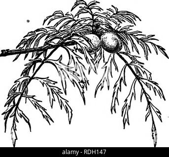. The nut culturist : a treatise on the propagation, planting and cultivation of nut-bearing trees and shrubs, adapted to the climate of the United States ... Nuts. THE WALNUT. 2^3 South America. The nuts are usually of good size, with a dark grayish shell; thiu but firm, wibh plump kernels of excellent flavor. These nuts arrive in February and March. Many of the Chile walnuts have three valves (Fig. 90), instead of the normal two. Such freaks are occasionally found among the European varieties, also in the native hickories, but these tri-valved nuts appear to be very abundant among the Chile  Stock Photo