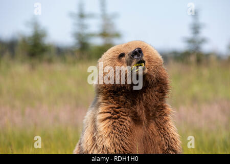 Brown Bear (Ursus arctos) sow eating grass in Lake Clark National Park, Alaska Stock Photo