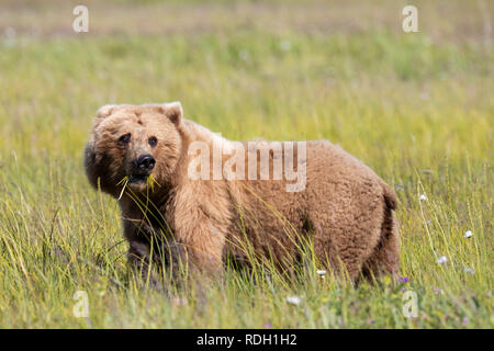 Brown Bear (Ursus arctos) sow eating grass in Lake Clark National Park, Alaska Stock Photo