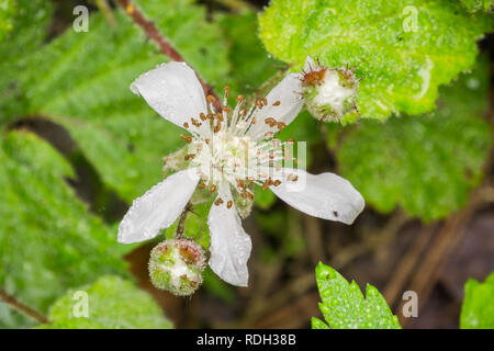 California blackberry (Rubus ursinus) flower covered in water droplets, California Stock Photo