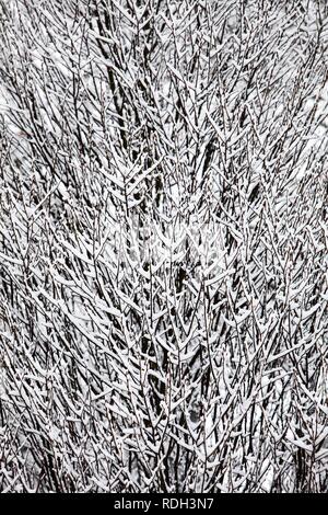 Snow-covered trees fill the frame in a winter landscape, with branches ...