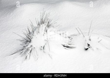 Snow covered plants Stock Photo
