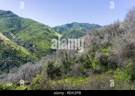 The remains of burnt trees, verdant hills and valleys in the background, Stebbins Cold Canyon, Napa Valley, California Stock Photo