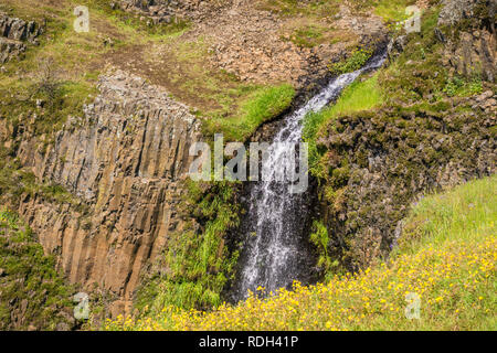 Seep monkey flower (Mimulus guttatus) on the hills of North Table Mountain, waterfall in the background, Oroville, California Stock Photo
