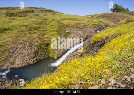 Goldfield wildflowers on the hills of North Table Mountain, fast running creek in the background, Oroville, California Stock Photo