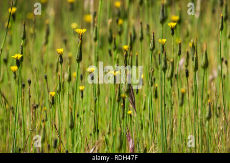 Field of Smooth cat's ear (Hypochaeris glabra) wildflowers, Pinnacles National Park, California Stock Photo