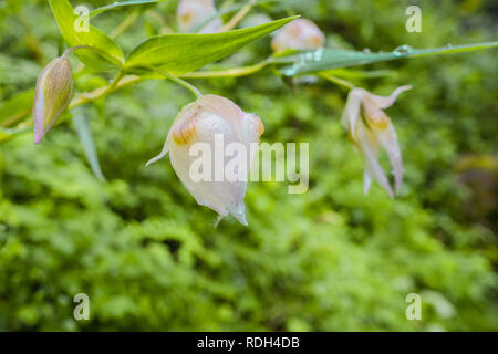 Close up pf Fairy lantern flower covered in early morning dew, San Francisco bay area, California Stock Photo