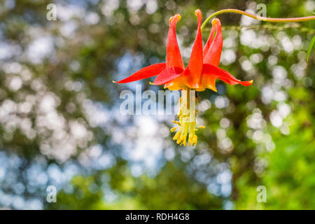 Close up of Red columbine (Aquilegia formosa) wildflower on a blurred background, California Stock Photo