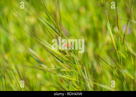 Ladybug on a blade of grass, California Stock Photo
