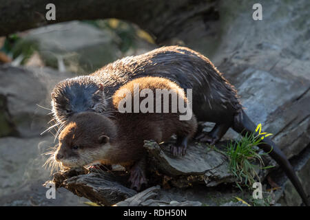 Young asian small-clawed otter (Amblonyx cinerea) also known as the oriental small-clawed otter. This is the smallest otter species in the world. Stock Photo
