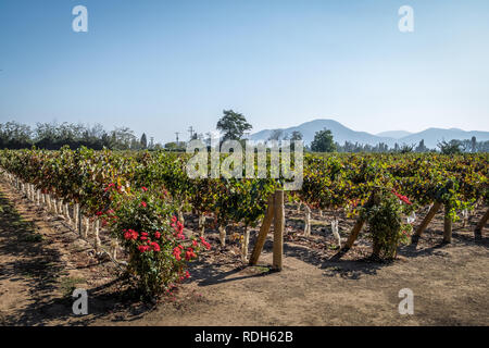 Chilean Vineyard - Santiago, Chile Stock Photo