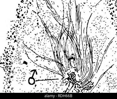 . Morphology of gymnosperms. Gymnosperms; Plant morphology. â  â ';/â *, 332. Please note that these images are extracted from scanned page images that may have been digitally enhanced for readability - coloration and appearance of these illustrations may not perfectly resemble the original work.. Coulter, John Merle, 1851-1928; Chamberlain, Charles Joseph, b. 1863; Coulter, John Merle, 1851-1928. Morphology of spermatophytes. Part I. Gymnosperms. Chicago, University of Chicago Press Stock Photo