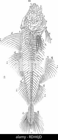 . On the anatomy of vertebrates. Vertebrates; Anatomy, Comparative; 1866. 40 ANATOMY OF VERTEBRATES. developed. The interlocking process of the anterior vertebra dis- appears as the true inferior transverse process is increased. The side of the neural arch is perforated for the nerve, and that of the heemal arch for the blood-vessel. The anterior abdominal vertebrae of the Tetrodon are firmly clamped to- gether by the para- pophyses. A vegetative same- ness of form 2^revails in fishes throughout the vertebral column of the trunk, fig. 34, which is made up of only two kinds of ver- tebra;, char Stock Photo