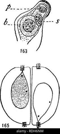 Pollen cell structures. Pollen grains are the male reproductive ...