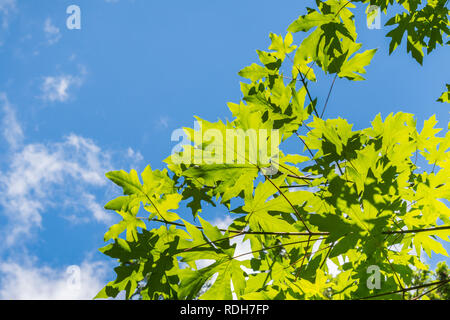 Green bigleaf maple foliage on a blue sky background, San Francisco bay area, California Stock Photo